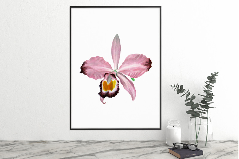 orchid-clipart