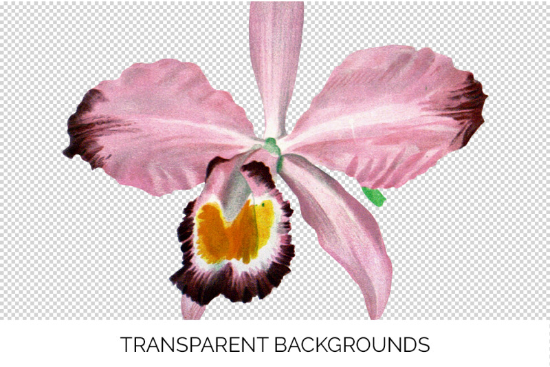 orchid-clipart