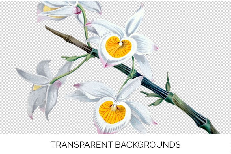 orchid-clipart