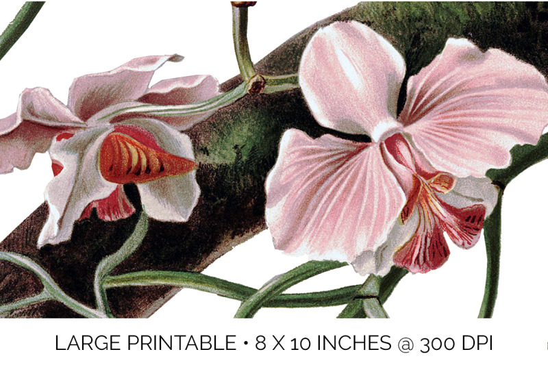 orchid-clipart