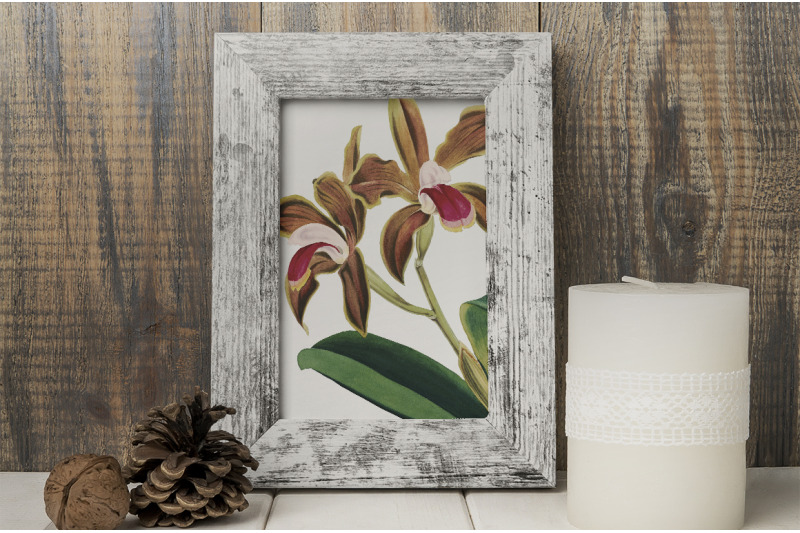 orchid-clipart