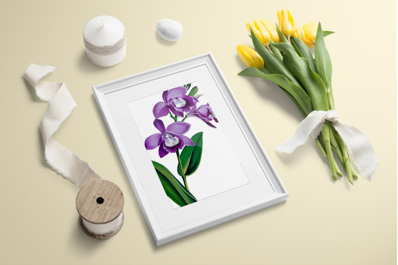 orchid-clipart