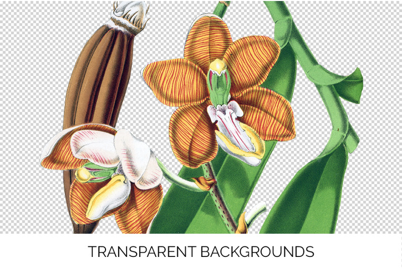 orchid-clipart