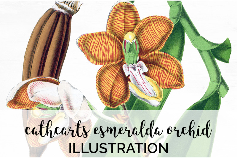 orchid-clipart