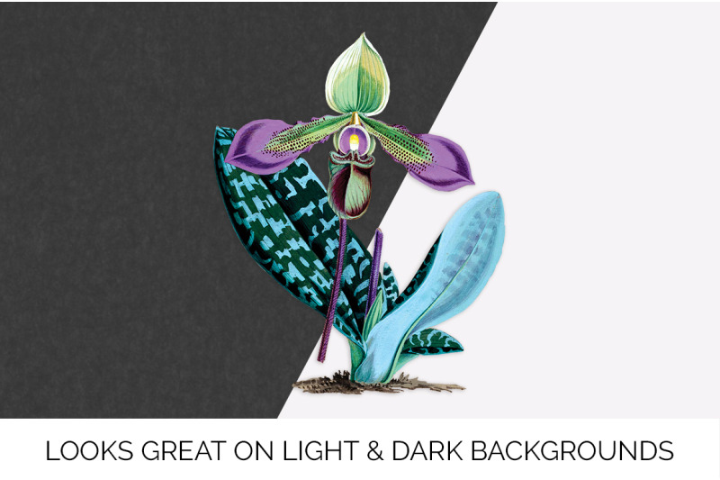 orchid-clipart