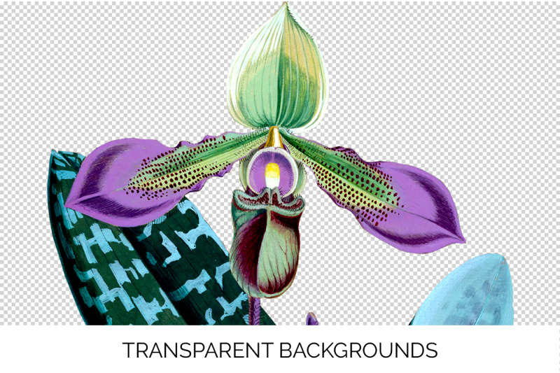 orchid-clipart