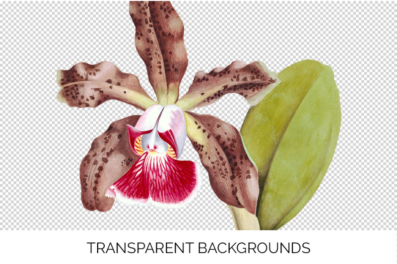 orchid-clipart