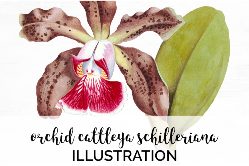 orchid-clipart