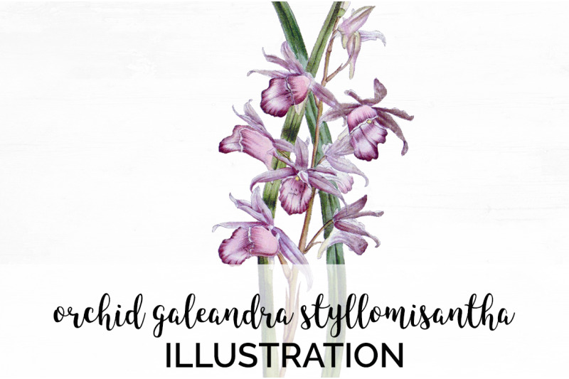 orchid-clipart