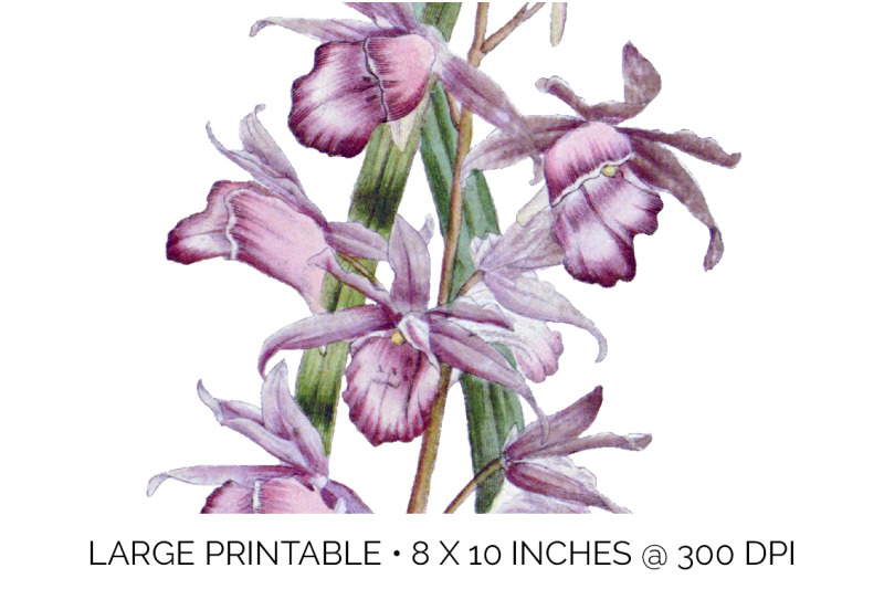 orchid-clipart