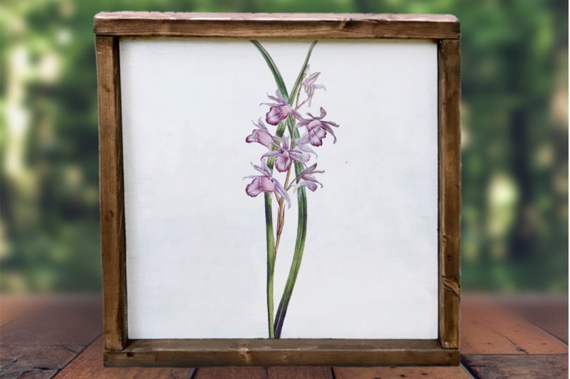 orchid-clipart