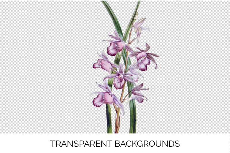 orchid-clipart