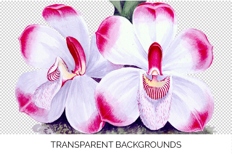 orchid-clipart