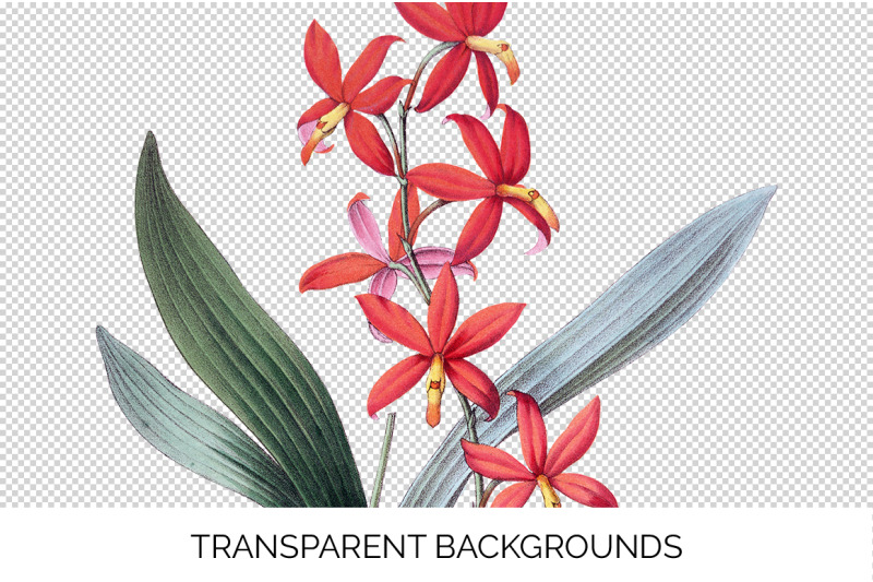 orchid-clipart