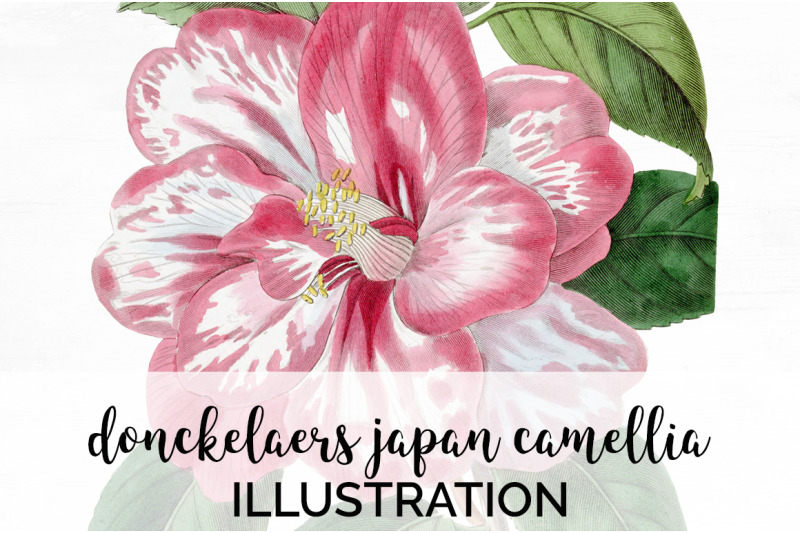 camellia-pink-flowers