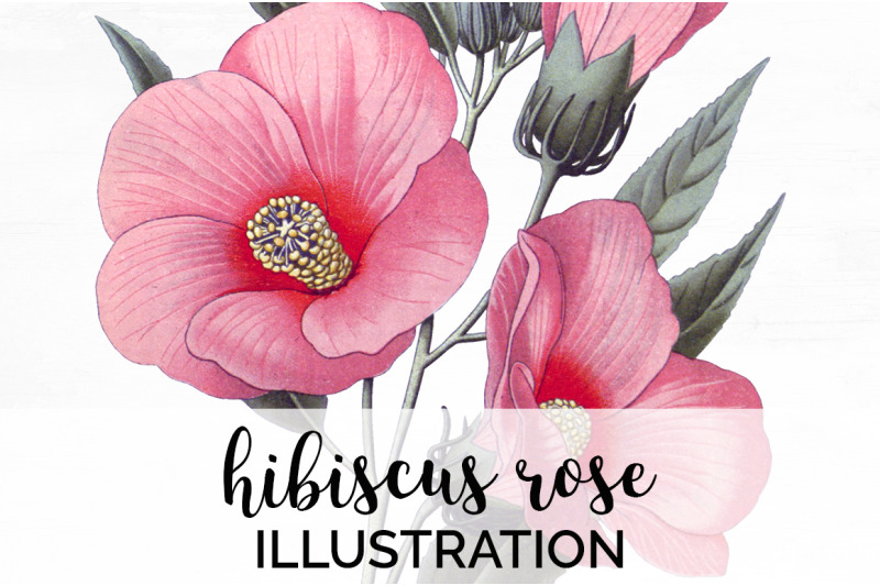 hibiscus-pink-flowers-clipart