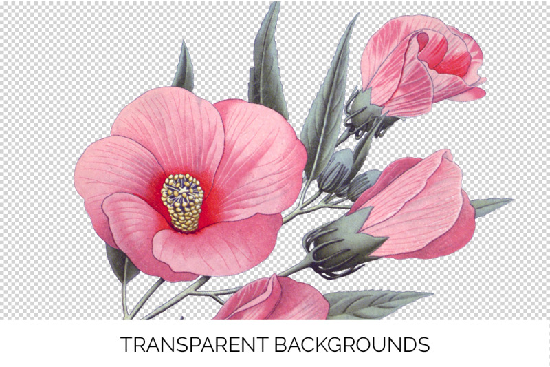 hibiscus-pink-flowers-clipart