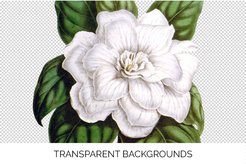 gardenia-flowers-clipart