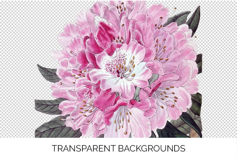 rhododendron-clipart