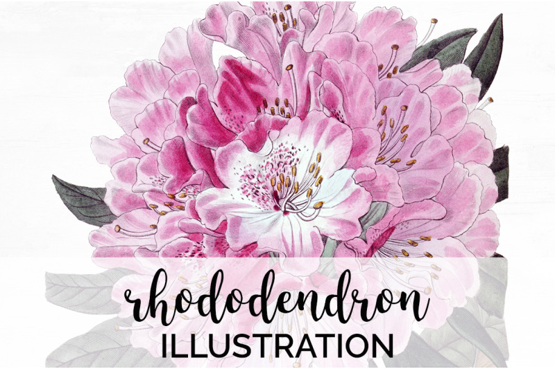 rhododendron-clipart