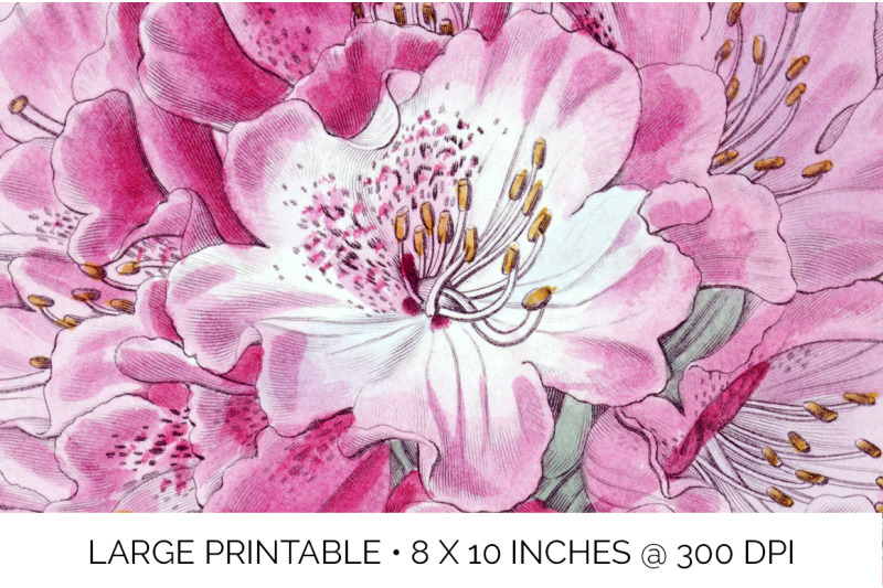 rhododendron-clipart