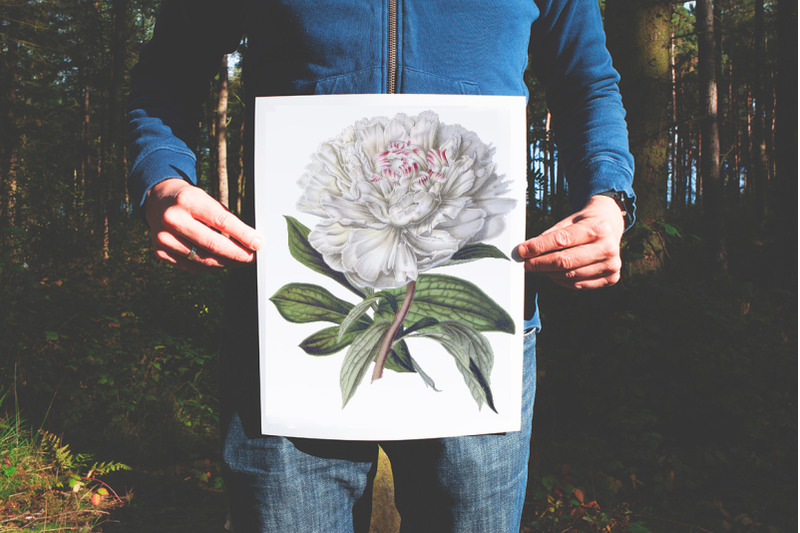 peonies-clipart