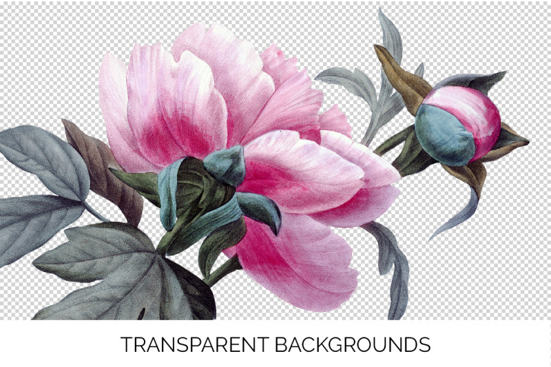 peony-clipart