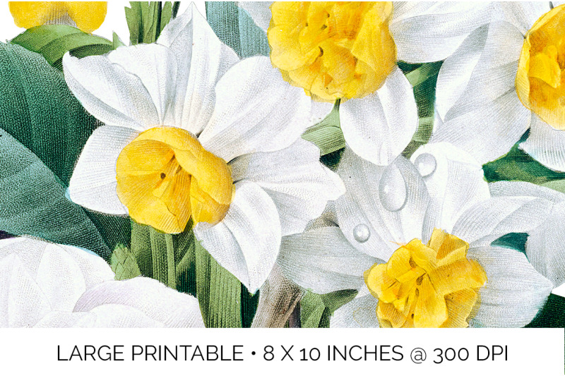 daffodil-bouquet-clipart