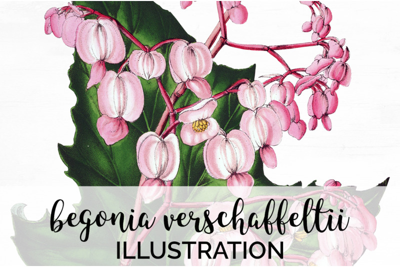 begonia-clipart