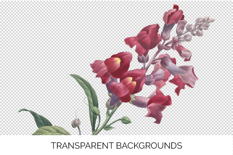 snapdragon-clipart