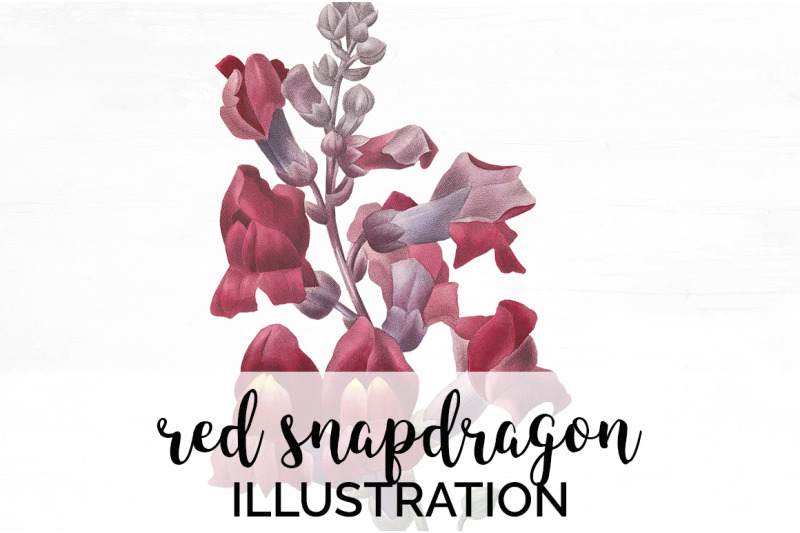 snapdragon-clipart