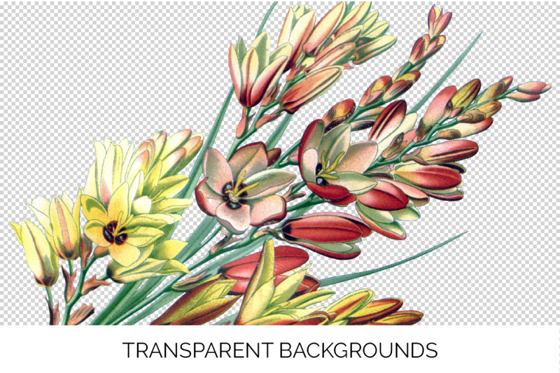 flowers-clipart