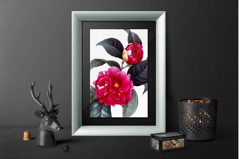 camellia-red-flowers