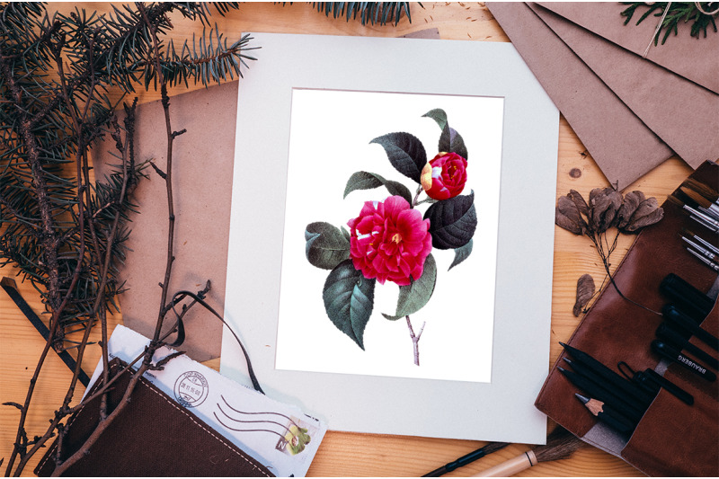 camellia-red-flowers