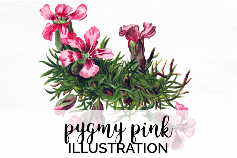 pink-flowers-clipart