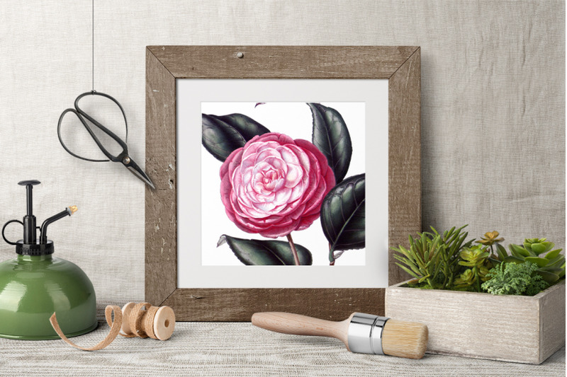 camellia-pink-flower