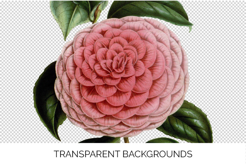 camellia-pink-flower