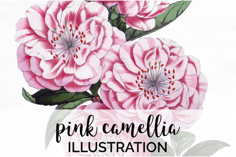 camellia-pink-flower