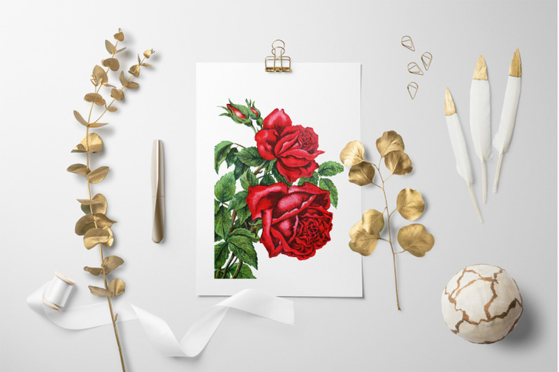 red-roses-clipart