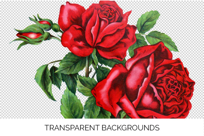 red-roses-clipart