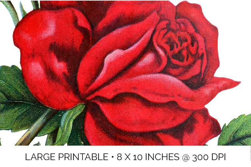 red-roses-clipart