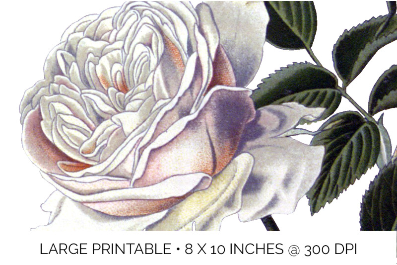 white-rose-clipart