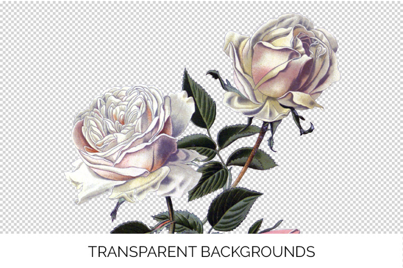 white-rose-clipart