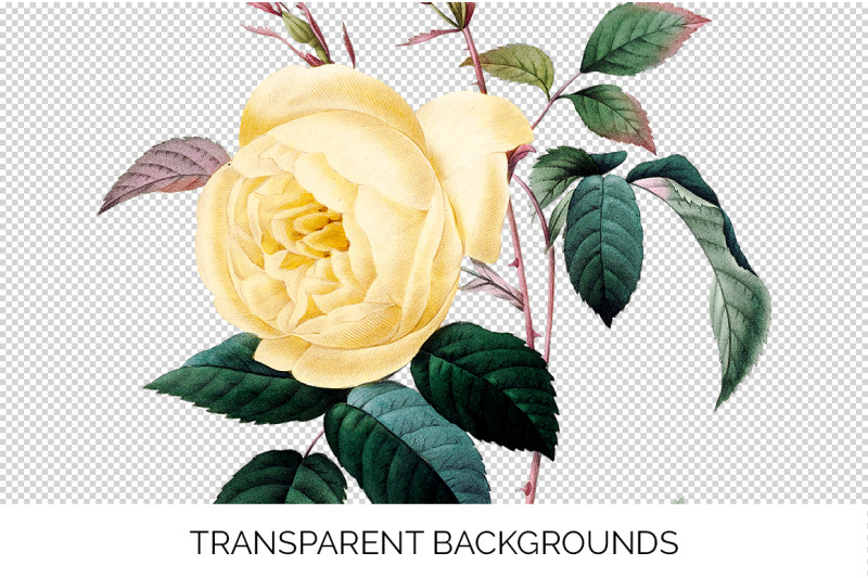 yellow-roses-clipart