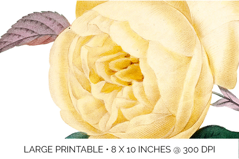 yellow-roses-clipart