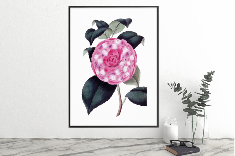 camellia-pink-flower