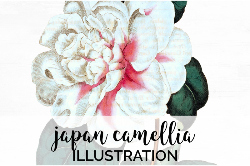 camellia-flowers