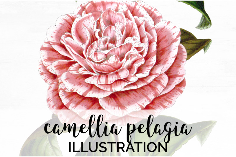 camellia-pink-flower