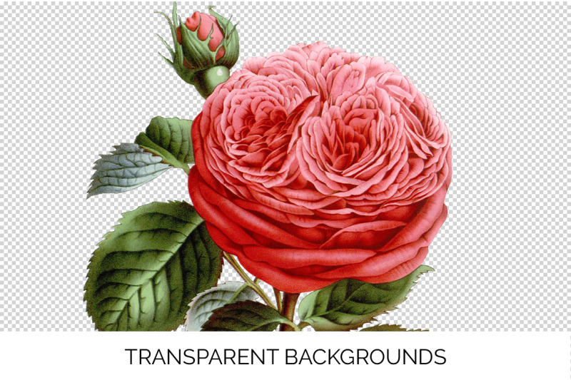 pink-rose-clipart