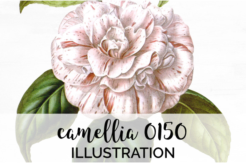 camellia-pink-flower